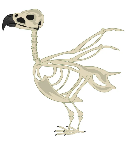 Illustrazione Vettoriale Del Cartone Animato Dell Uccello Animale Scheletro — Vettoriale Stock