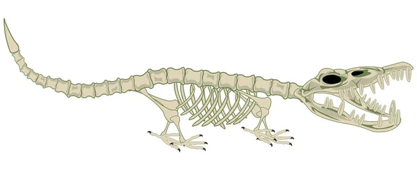 野生动物鳄鱼骨骼的矢量图解 — 图库矢量图片