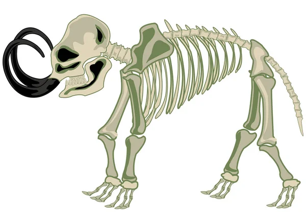 Esqueleto animal mamut sobre fondo blanco está aislado — Vector de stock