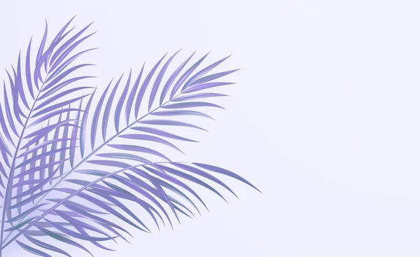 Tropical palma folhas canto design cor fundo — Vetor de Stock