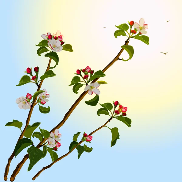 Branch apple tree with flowers — Stock Vector