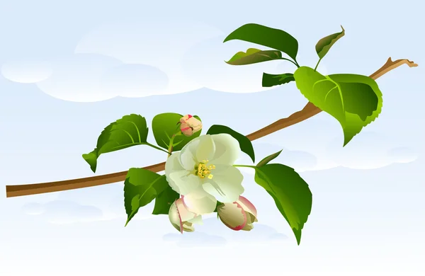 Tak Apple boom met bloemen — Stockvector