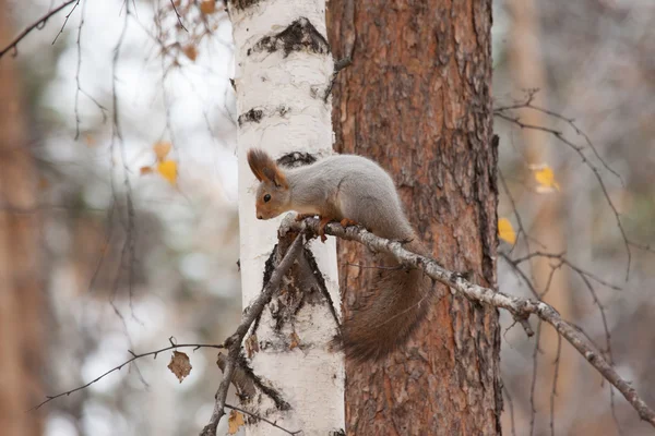 회색 다람쥐의 사진 — 스톡 사진