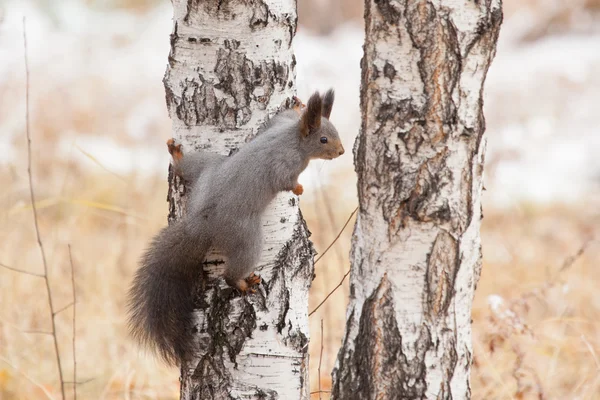 Photo of gray squirrel — Stock Photo, Image