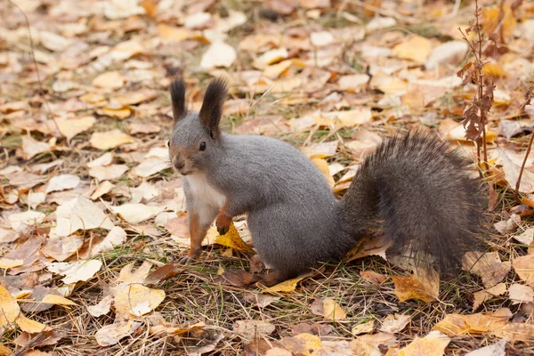 Zdjęcie wiewiórka rudobrzucha — Zdjęcie stockowe