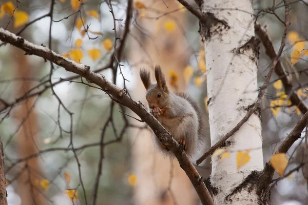 Foto van gray squirrel Rechtenvrije Stockfoto's