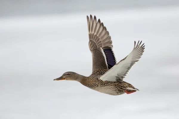 Pato voador Imagem De Stock