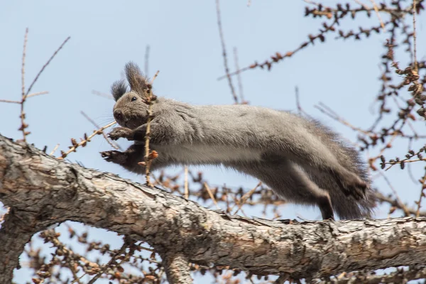 다람쥐 점프 로열티 프리 스톡 이미지
