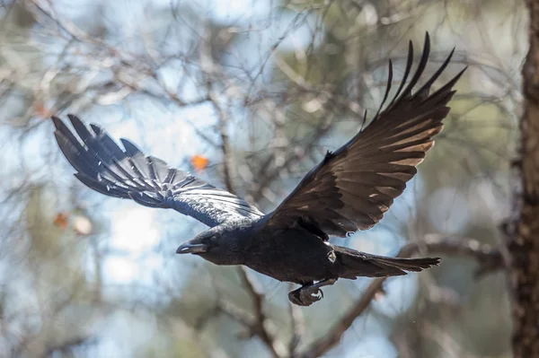 Летающая ворона Лицензионные Стоковые Фото