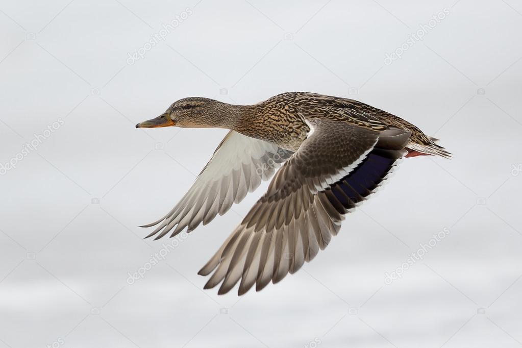 flying duck