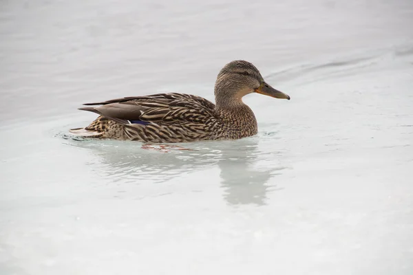 Swimming duck — Stock Photo, Image