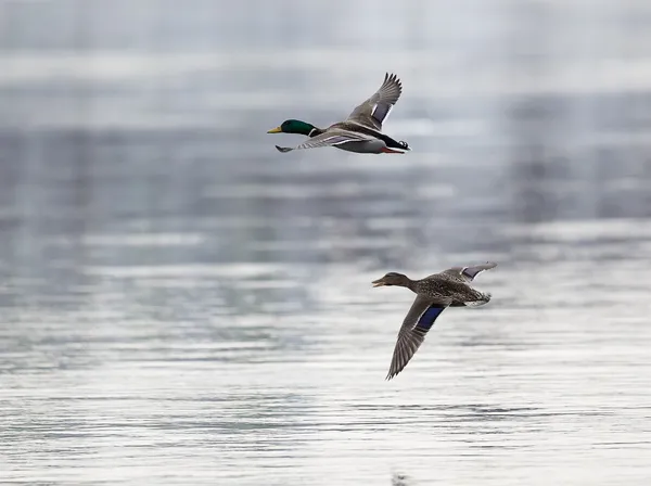 Flying ducks — Stock Image Flying ducks Royalty Free Stock Photos