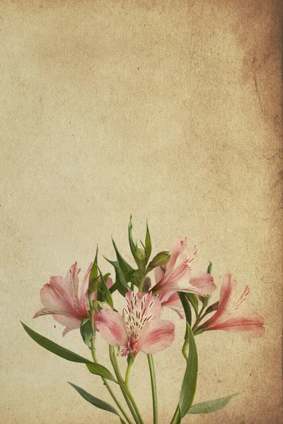 Ile alstroemeria, retro Vintage kartpostal — Stok fotoğraf