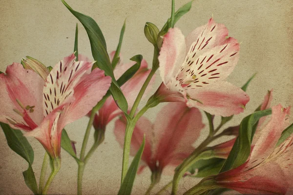 Carte postale vintage avec Alstroemeria, rétro — Photo