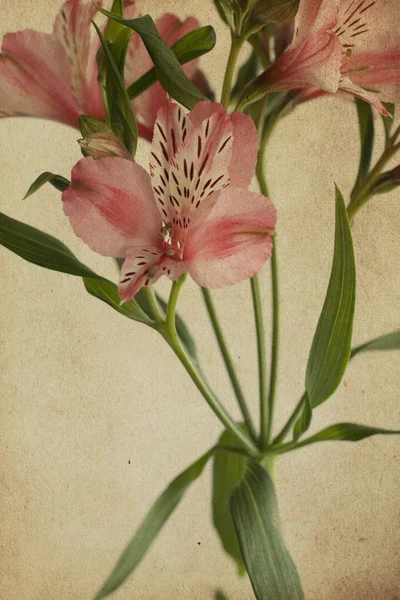 Vintage ansichtkaart met alstroemeria, retro — Stockfoto