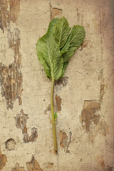 Vintage photo of mint, art — Stock Photo, Image
