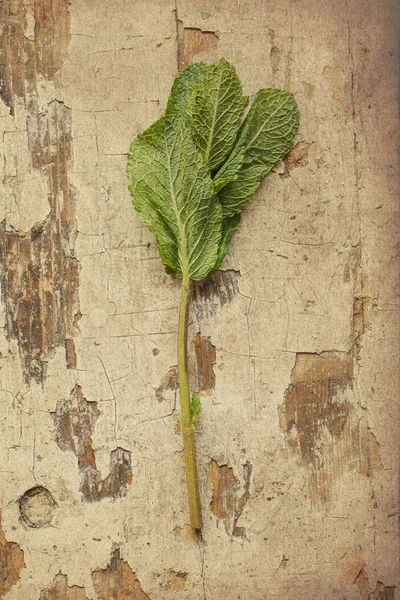 Foto vintage de menta, arte —  Fotos de Stock