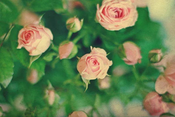 Pink roses — Stock Photo, Image