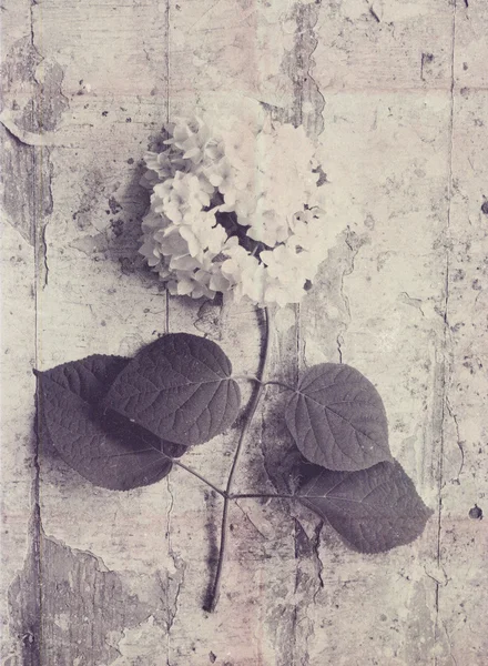 Branch of white hydrangeas — Stock Photo, Image