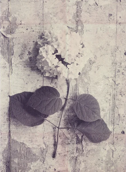 Ramo de hortênsias brancas — Fotografia de Stock