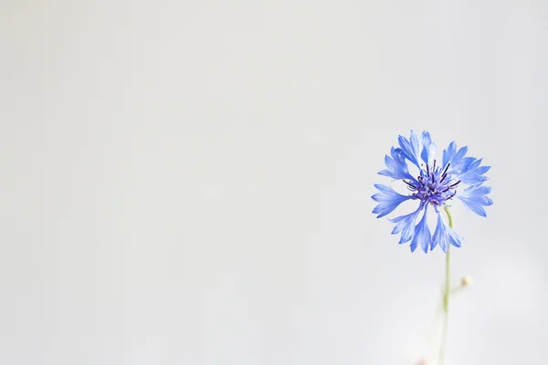 青い花とヴィンテージはがき — ストック写真