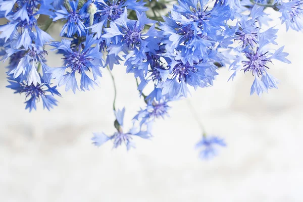 Вінтажні листівки з синьою квіткою — стокове фото