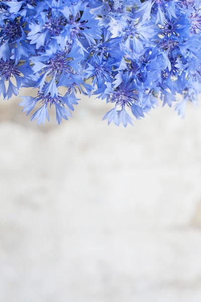 Vintage postkort med blå blomst - Stock-foto