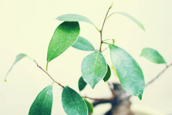 Litet träd med gröna blad — Stockfoto