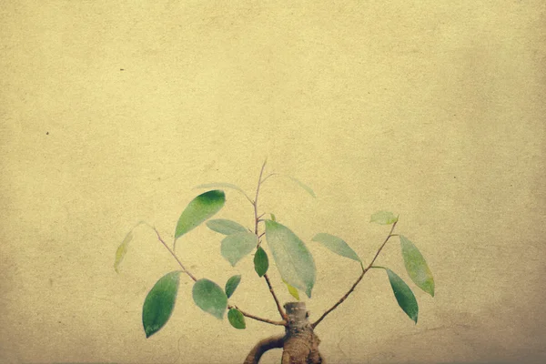 Pequena árvore com folhas verdes — Fotografia de Stock