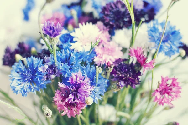 Verão flores coloridas — Fotografia de Stock