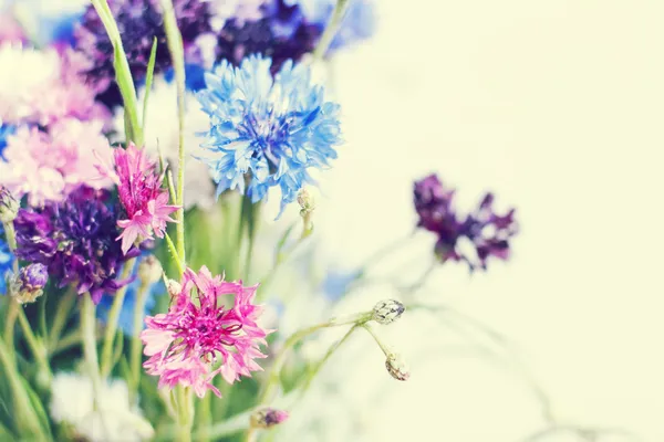 Kleurrijke zomerbloemen — Stockfoto