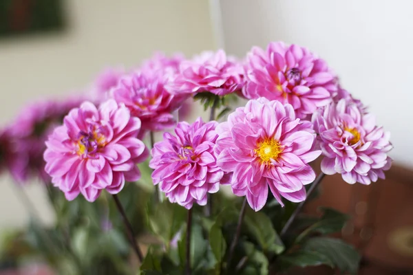 Flor de verano colorido —  Fotos de Stock