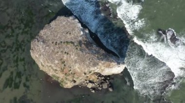 Seabirds Nesting on Small island in Tikhaya Bay. Sakhalin Island, Russia.