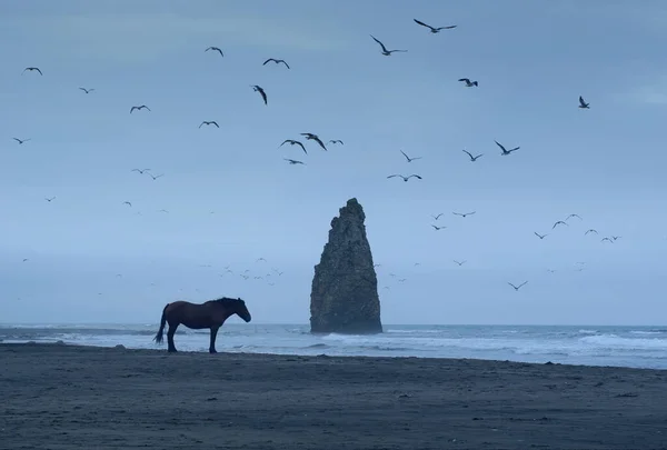 Dramatic Shot Met Eenzame Paard Kunashir Eiland Met Duivelsvinger Achtergrond — Stockfoto