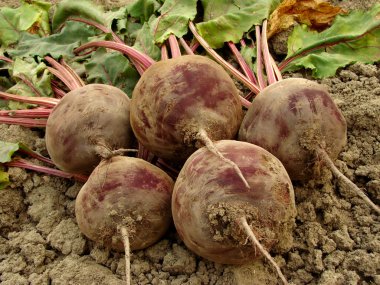 Organik beetroots