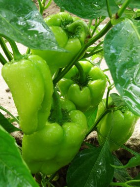 Pepper plant after watering