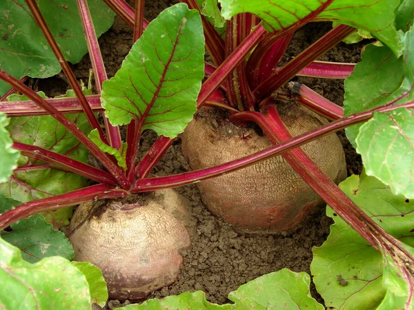 Rödbetor — Stockfoto