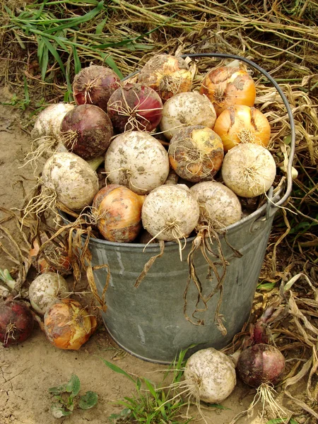 Cebollas cosechadas —  Fotos de Stock