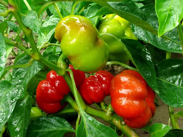 Planta de pimiento dulce — Foto de Stock