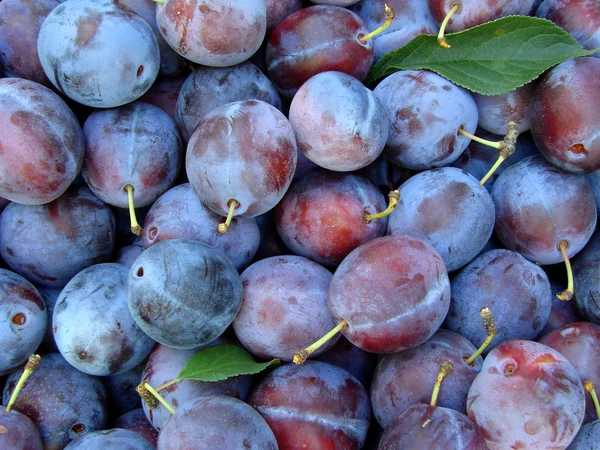 Organic plums — Stock Photo, Image