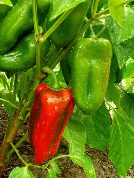 Planta de pimienta — Foto de Stock