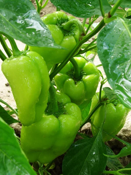 Pepper plant after watering — Stok fotoğraf