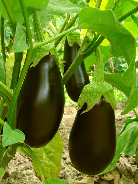 Eggplant