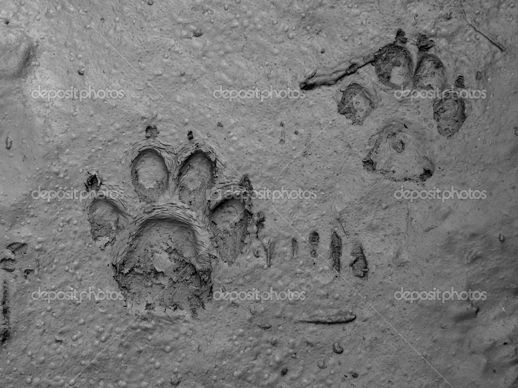 real-dog-footprint-stock-photo-by-dleonis-12462464