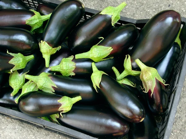 Récolte d'aubergines — Photo