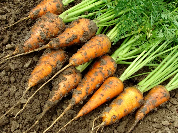 Zanahorias — Foto de Stock