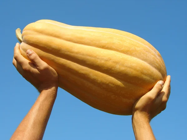 Händer med pumpa — Stockfoto