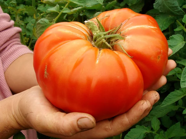 Giant beef tomato — Stock Photo, Image