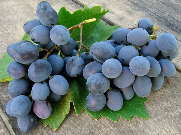 Aglomerados de uvas com folhas — Fotografia de Stock