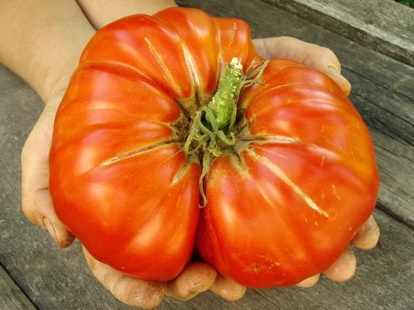 Giant beef tomato — Stock Photo, Image